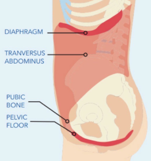 Intra-abdominal pressure control in healthy subjects and those with