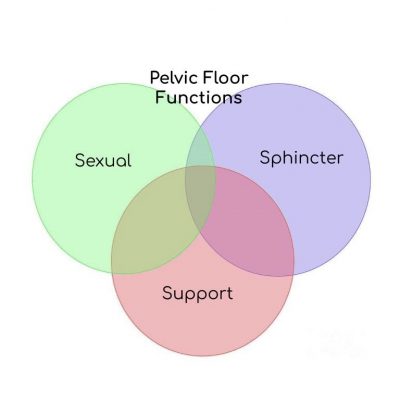 The Functions of the Pelvic Floor - MOTI Physiotherapy